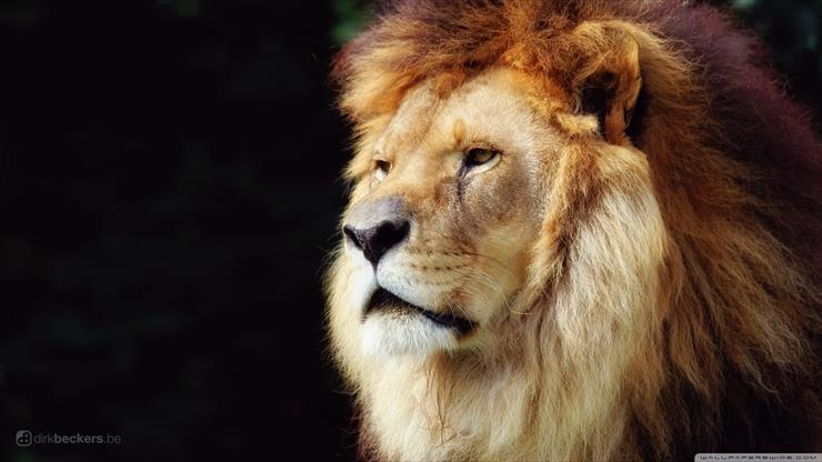 Wallpapers tapety - Lion 1600x900.jpg