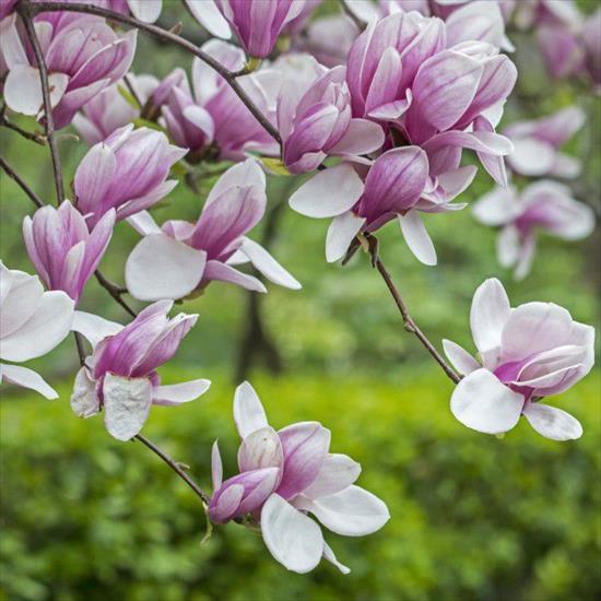 Magnolie  - Magnolia_Verve.jpg