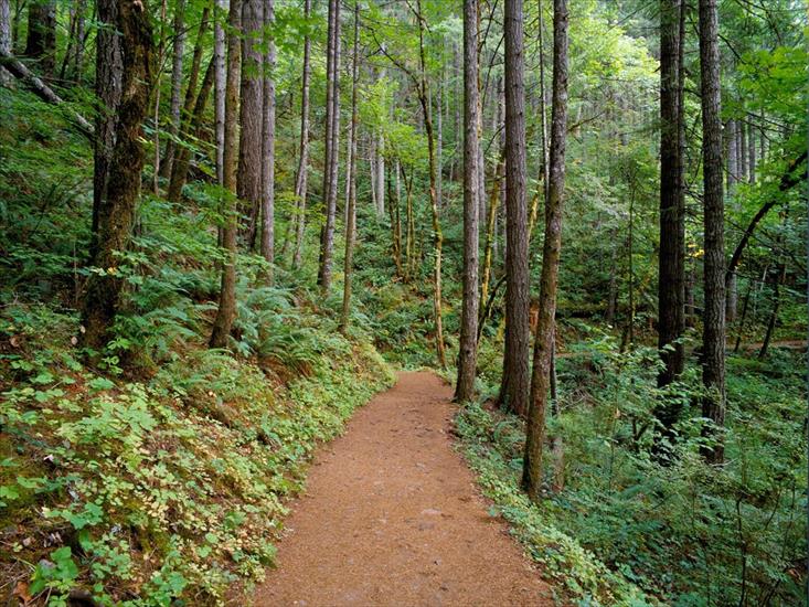 Wallpapers Forests - Quiet Trail, Columbia River Gorge, Oregon - 1600.jpg