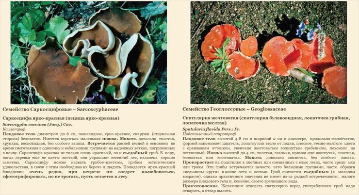 Atlasy grzybów - mzjg.JPG