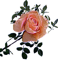 róże - zrose01cx7.gif