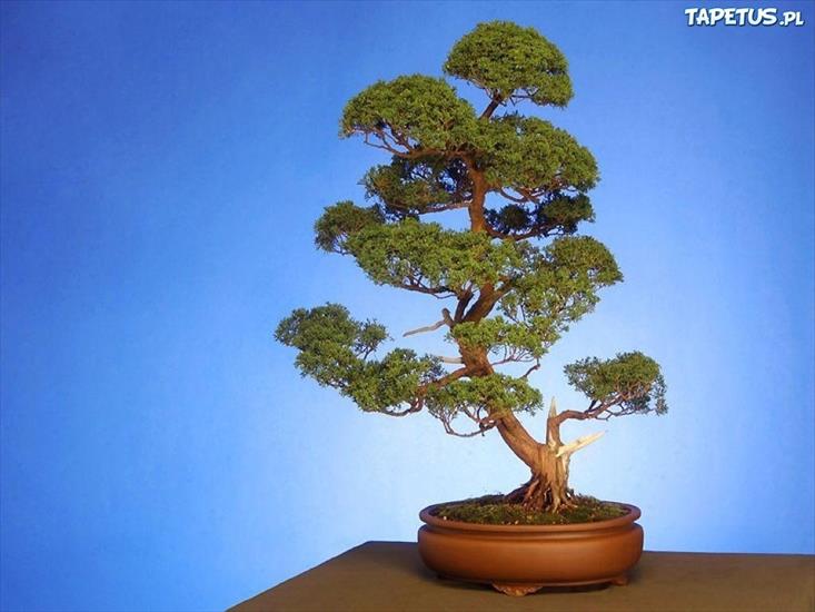 Drzewka Bonsai - 63900_drzewko-bonsai-brazowa-donica.jpg